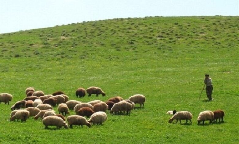 طرح‌های مرتعداری، امسال ۲ میلیون هکتار رشد می‌کند