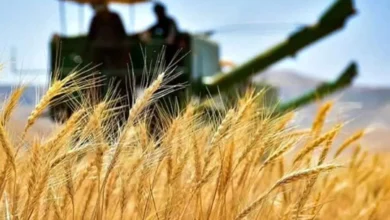 ۷۰ درصد مطالبات گندمکاران پرداخت شد
