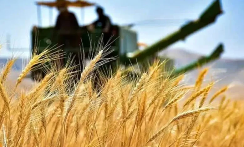 ۷۰ درصد مطالبات گندمکاران پرداخت شد