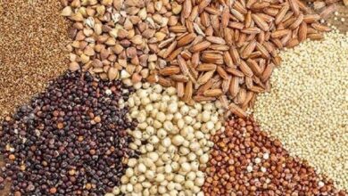 نهاده دامی احتکار شده